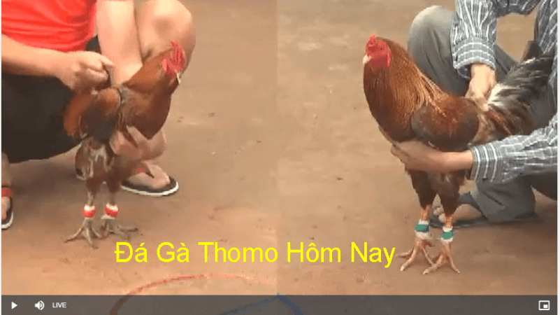 đá gà tho mo hôm nay và cách thực hiện